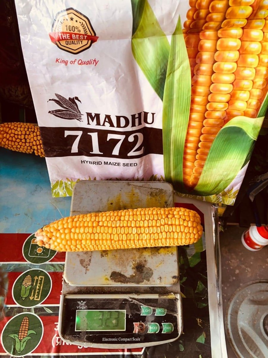Madhu 7172 hybrid maize cob weighed beside the seed bag