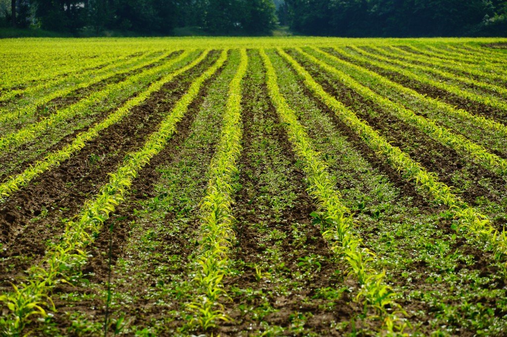 Young crop rows from farmer field trials